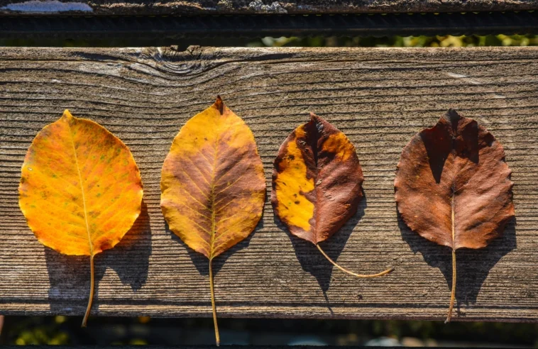 New Certified Best Picks for September 2025